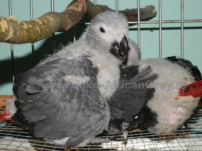 papagali Jako II - papagali blanzi Jako African Grey - Timisoara