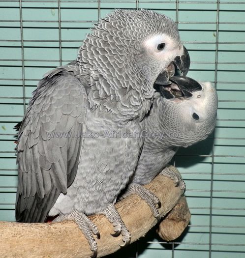 papagal jako - vand papagali blanzi 2013