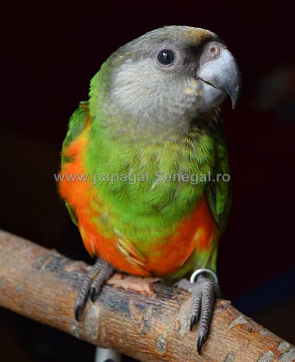 papagal Senegal - vand papagali blanzi 2013