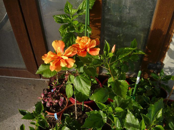 Picture 2759 - x 2013 Hibiscus rosa sinesis