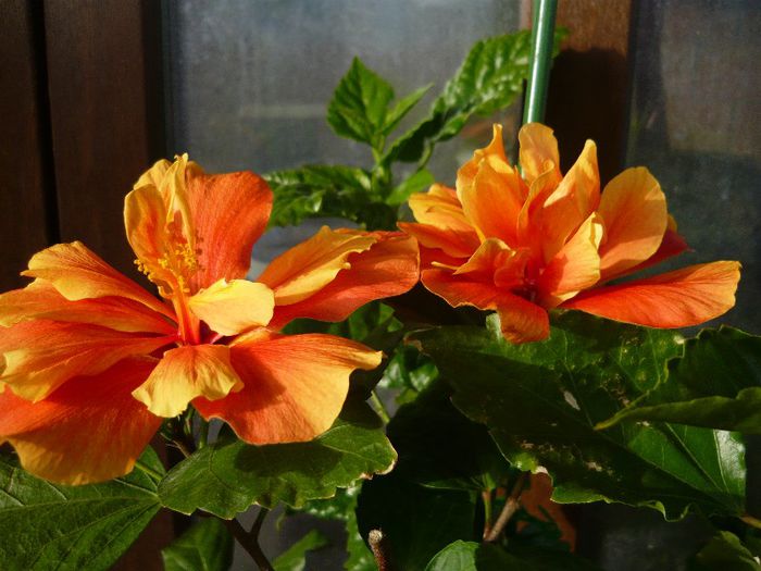 Picture 2760 - x 2013 Hibiscus rosa sinesis