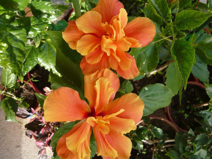 Picture 2761 - x 2013 Hibiscus rosa sinesis
