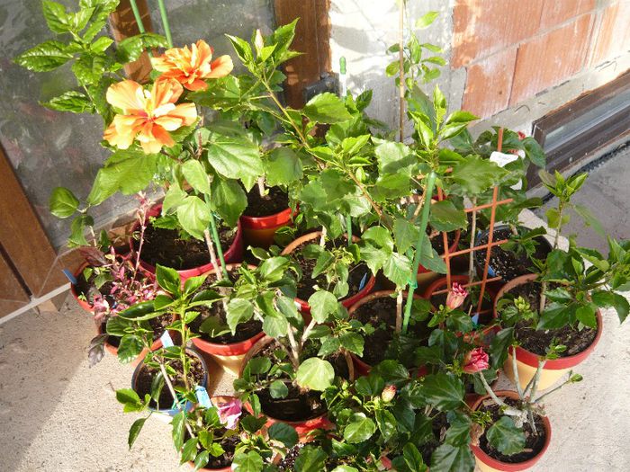 Picture 2762 - x 2013 Hibiscus rosa sinesis