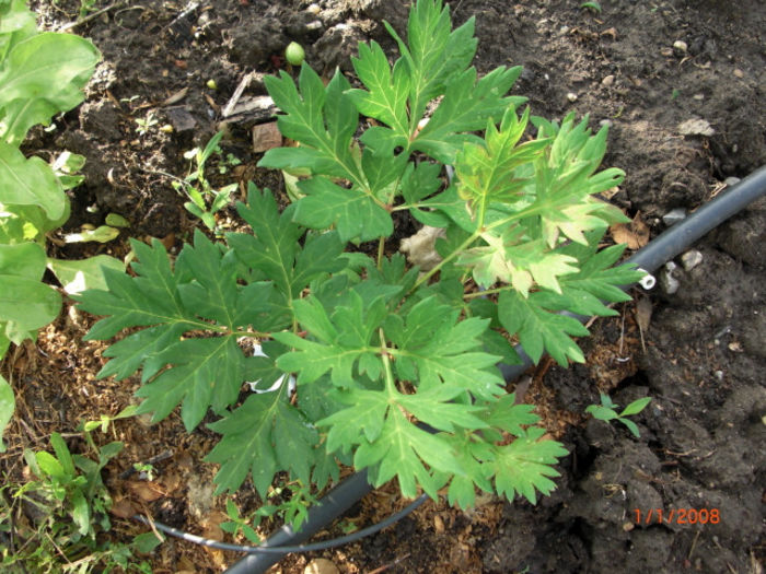 bujorCopac - Gradina Casa si Plante Rare sau Deosebite pentru Sanatate