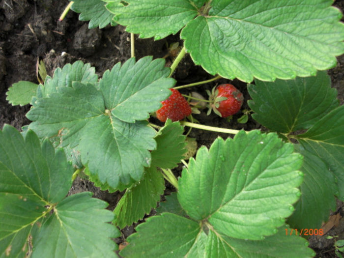 capsuni - Gradina Casa si Plante Rare sau Deosebite pentru Sanatate