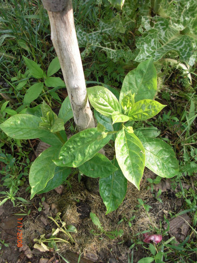 kakiInghetatRefacere - Gradina Casa si Plante Rare sau Deosebite pentru Sanatate