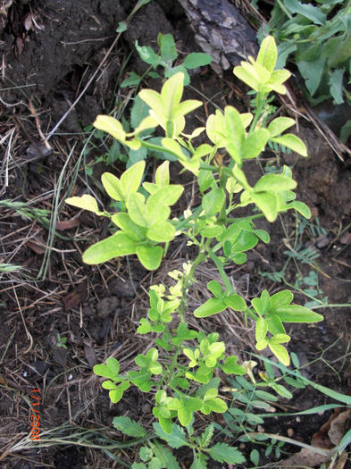 lamaiDeGradina - Gradina Casa si Plante Rare sau Deosebite pentru Sanatate