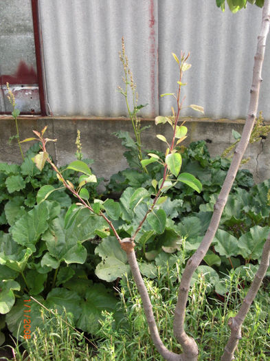 parAltoitPeGutui25mai - Gradina Casa si Plante Rare sau Deosebite pentru Sanatate