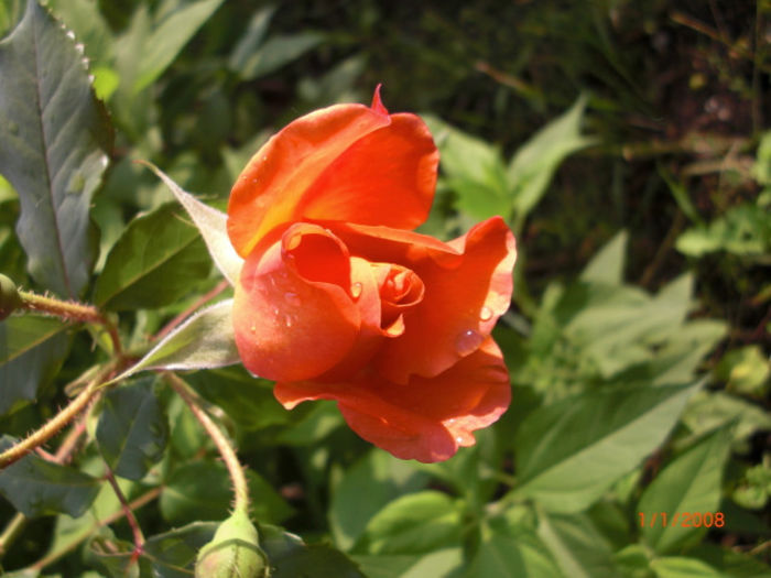 trandafirParfumatBoboc - Gradina Casa si Plante Rare sau Deosebite pentru Sanatate