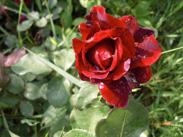 trandafirRosuCatifea - Gradina Casa si Plante Rare sau Deosebite pentru Sanatate