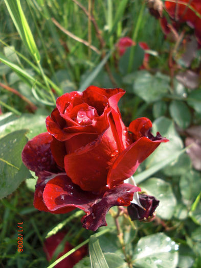 trandafirRosuCatifeaBoboc - Gradina Casa si Plante Rare sau Deosebite pentru Sanatate