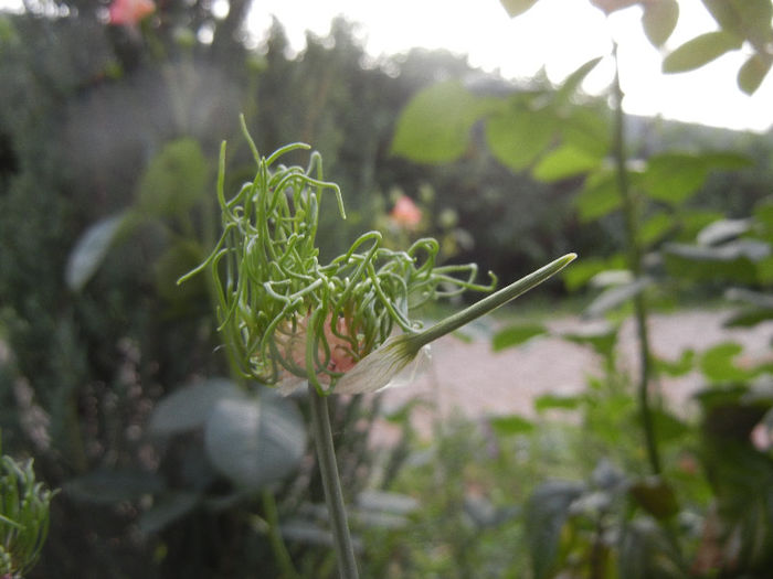 Allium Hair (2013, May 29)