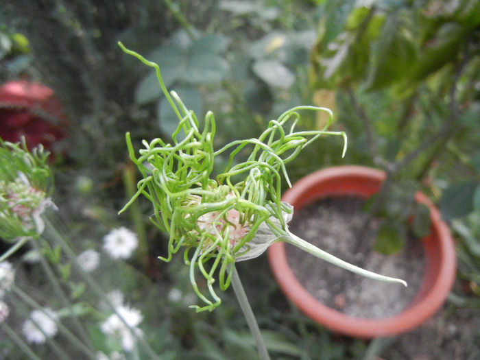 Allium Hair (2013, May 29) - Allium vineale Hair