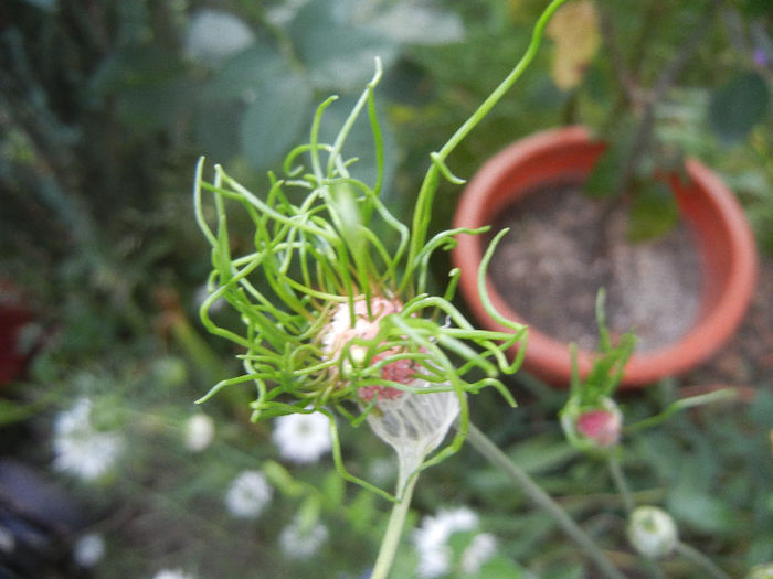 Allium Hair (2013, May 29)