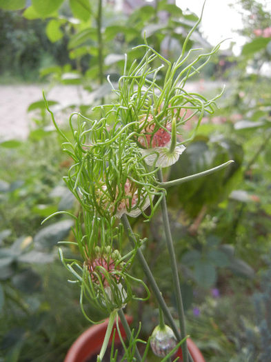 Allium Hair (2013, May 29) - Allium vineale Hair