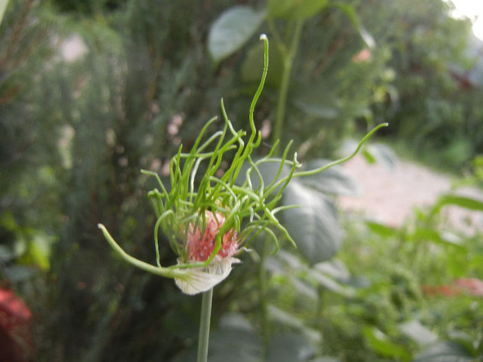Allium Hair (2013, May 29) - Allium vineale Hair