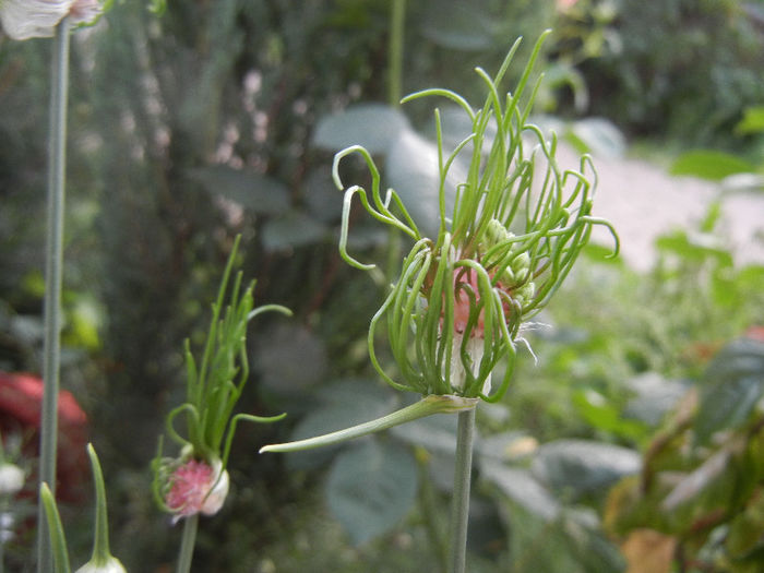 Allium Hair (2013, May 29) - Allium vineale Hair