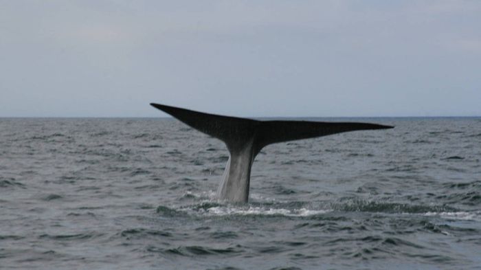 235 - x03-Balena albastra