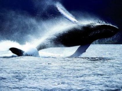 balena - x03-Balena albastra