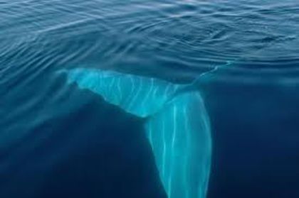 images (2) - x03-Balena albastra