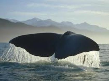 images (3) - x03-Balena albastra