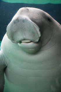 4291742589_8b8902c08c - x05-Dugong