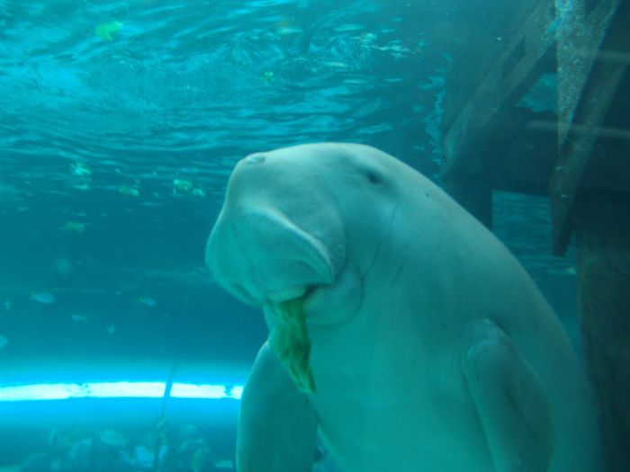 dugong