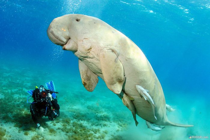 Dugong5