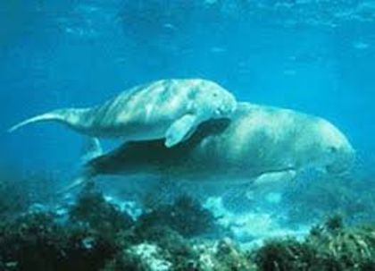 images (1) - x05-Dugong