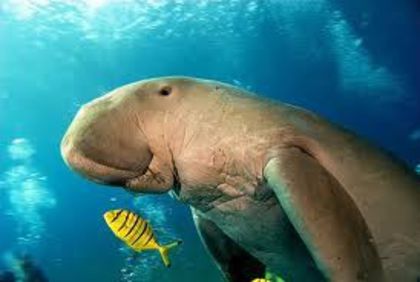 images (2) - x05-Dugong