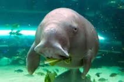 images (3) - x05-Dugong