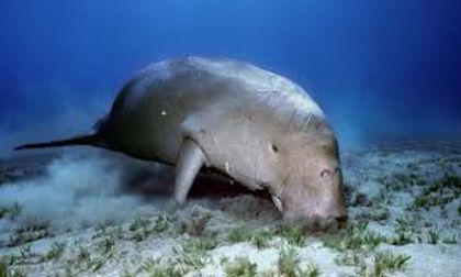 images (4) - x05-Dugong