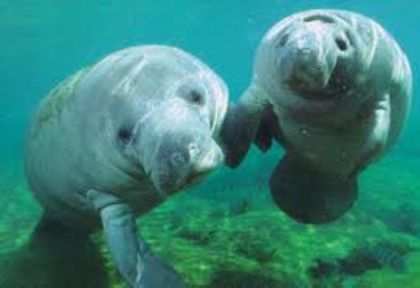 images (5) - x05-Dugong