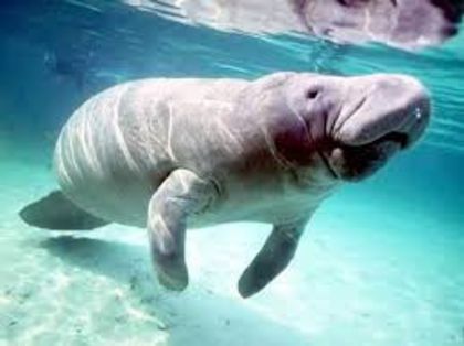 images (6) - x05-Dugong