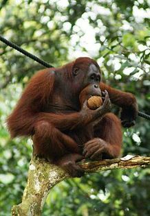250px-Orang_Utan,_Semenggok_Forest_Reserve,_Sarawak,_Borneo,_Malaysia - x16-Urangutan