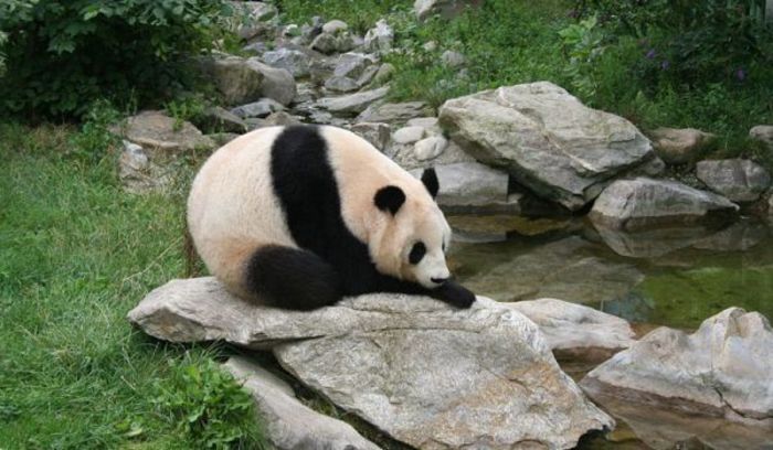 giant-panda - x13-Ursul panda