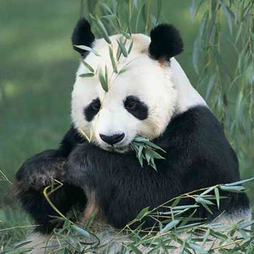 image_123748425659787600_2 - x13-Ursul panda