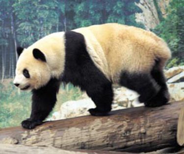 panda - x13-Ursul panda