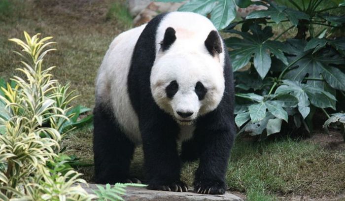 panda-urias