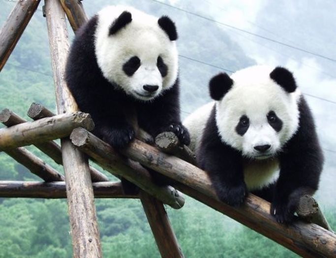 ursi-panda-gigant - x13-Ursul panda