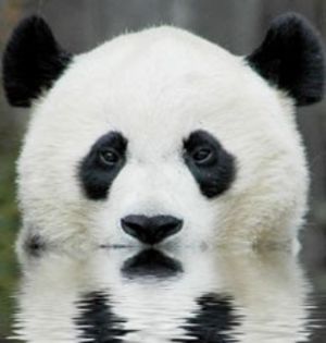 urspanda - x13-Ursul panda