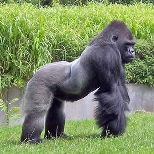 Gorila (1)