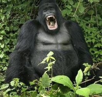 gorila (2)
