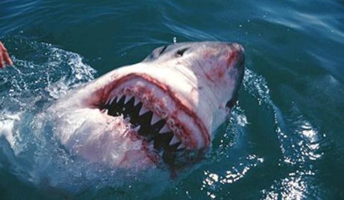 great-white-shark-1212549c