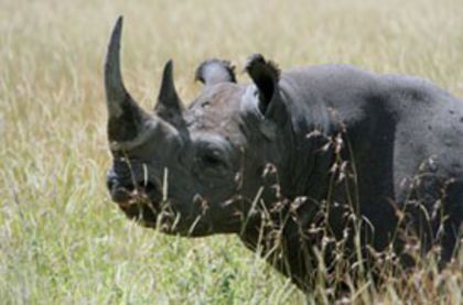 black-rhino