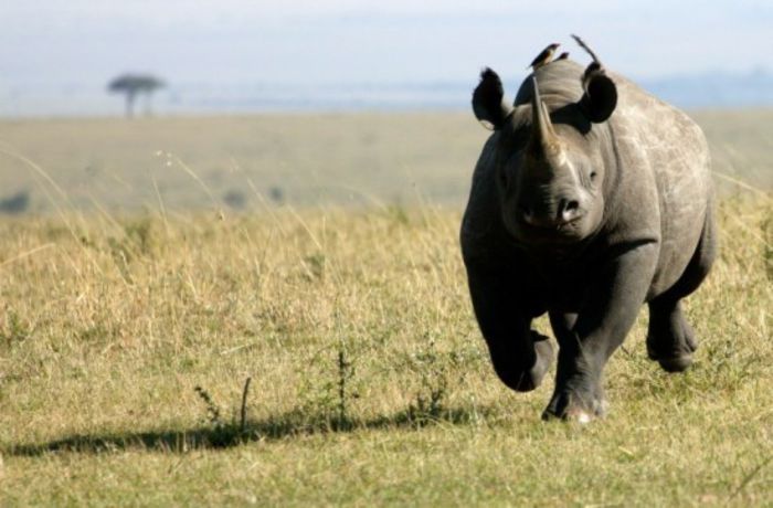 black-rhino-photo-via-rhinoresourcecenter-dot-com