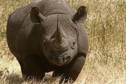 images (4) - x18-Rinocer negru