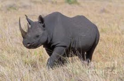 images (5) - x18-Rinocer negru