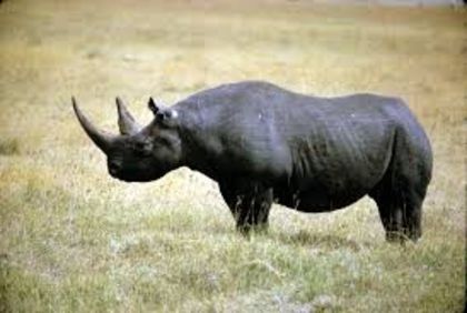 images (6) - x18-Rinocer negru