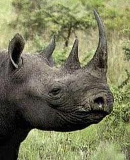 images (7) - x18-Rinocer negru